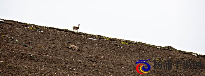 香蕉插进水蜜桃|热带果实的奇妙组合体验-2