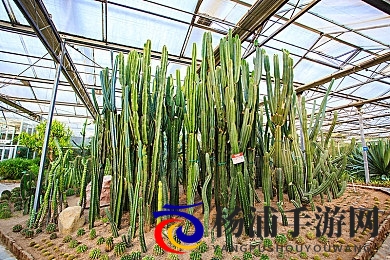 主人调教小sao货|主人引导娇嫩宠物成长-3