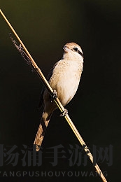 香蕉插进水蜜桃|热带果实的奇妙组合体验-1