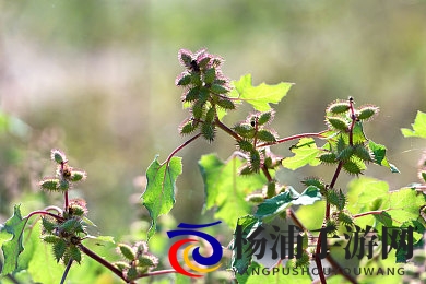 爱情岛  永久入口线路|情缘之境终身通道指南-1