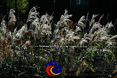 女同去按摩店找女人|现代都市女性情感需求新趋势-3