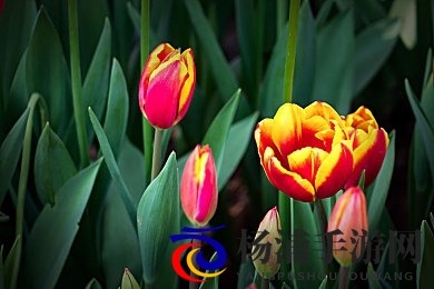 粉色视频APP苏州|苏州最新下载平台推荐-3