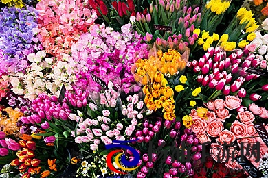 杨贵妃艳史|唐朝传奇美人传-1