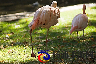 三 港版普通话版片段～澎湃号|香港影视普通话转播推动文化融合-2