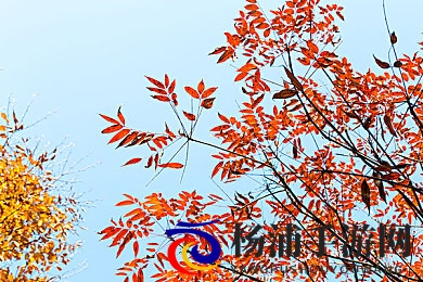 男朋友故意憋尿揉肚子|探索真实情感的创新游戏引发热潮-3