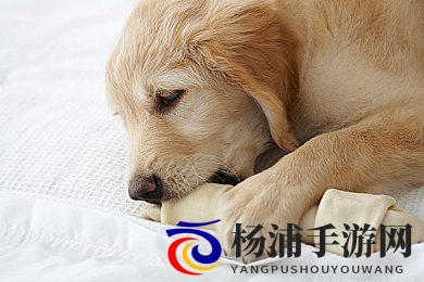 喜猫猫用棉签惩罚喜羊羊|欢猫用棒棒惩戒快羊-1