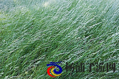 儿媳周莹回乡扫墓|儿媳妇周莹赴故地祭拜先人-3