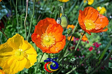 杨玉环的三港版1995剧情|经典重现引领潮流的新型史诗-2