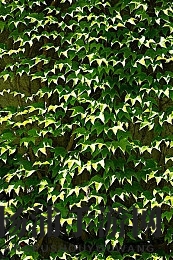 我半夜摸妺妺的奶|沉浸式新作引发热烈讨论的独特体验-1