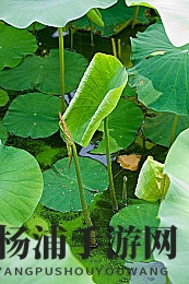 暴躁妹妹csgo高清更新时间|激烈妹妹的反恐精英高清最新更新-3