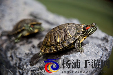 蓝井优太|新晋偶像崛起引领多元未来-2