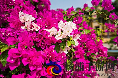 真丝修身开叉旗袍恩施NBA|丝绸贴身长裙展示恩施NBA魅力-2