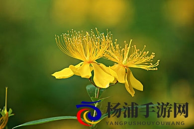 啪啪动态|游戏行业创新引领未来精彩不断-2