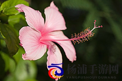 日本熟妇厨房与子交|日式厨娘与孩子共同的温馨时光-3