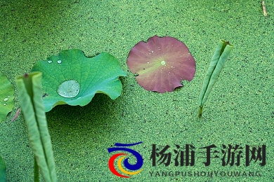 跨种族亚洲人与黑人|不同族群之间的亚洲人与非洲人的交流-3