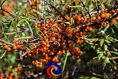麻花传媒春节回家相亲孟孟|年轻人真实情感在春节相亲节目中闪耀-3