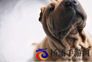 黄色软件3.03|温馨提示最新版本软件正式发布-2