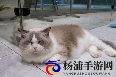 tiktok色板1.21.3|短视频视觉新时代开启-1