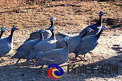 揉我胸 啊 嗯女奥特曼|请轻触我的胸部感受女超人魅力-1