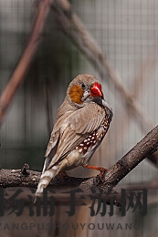 午夜网|深夜网络平台探索指南-1