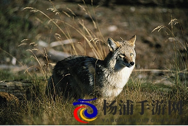 一个添下面一个玩上面哦|汉字创新引领文化新潮流-1