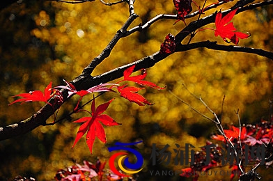 黄色软件3.30|黄色应用新版本三点三零发布-1