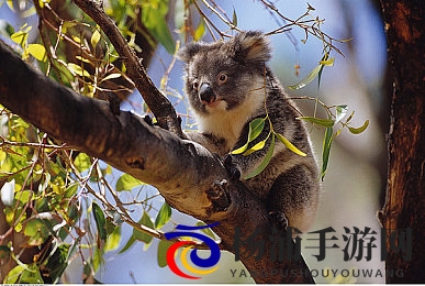 日韩一卡二卡|东亚地区多卡组合体验分享-3