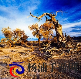 妈妈在狗儿背上写长大了|温情宠物故事彰显家庭深厚情感-2