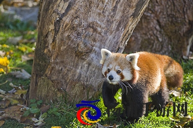 女王拍手打节拍红绿灯倒计时|王后用掌声引领交通信号倒数