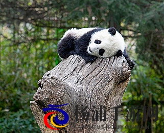 陈冠希舌头让阿娇爽|阿娇体验陈冠希带来的极致快感-2