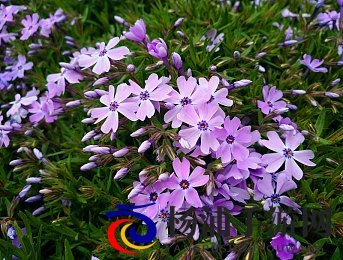 99这里只有|探索极致生活的新潮流-2