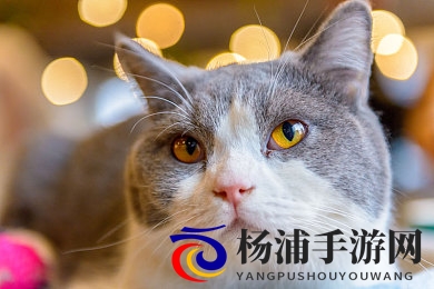 juliaann女教师在办公室|教育榜样的职业魅力揭秘-2