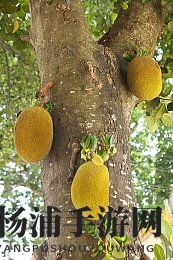 性少妇mdmS丰满4|激情少妇娇嫩丰盈四季描绘-3