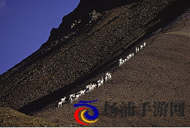 妺妺窝WWW仙踪林粗大野|创新冒险游戏引领行业新潮流-1