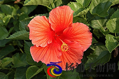 三 港版普通话版将欣|华语电影新局突破区域限制-3