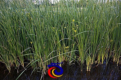 黄色软件3.30|黄色应用新版本三点三零发布-2