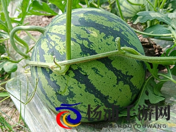 丰满少妇被猛烈进入乡野村妇|乡村妇女遭遇强烈插入情景揭秘-1