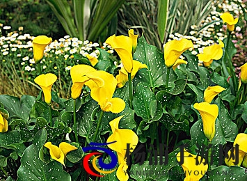 小优为爱而生为爱而|小优追求真挚情感一直向前-2