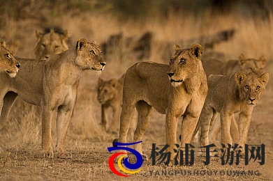 足浴店勾搭熟女老板|沉浸式剧情探索引爆玩家热情