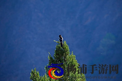 黄色APP下载链接|安全下载指南让你的移动体验更放心-1