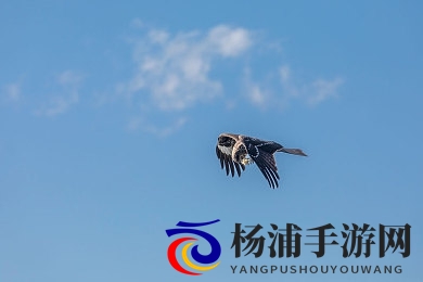 国产黑人与chinesebbc|中国本土黑人与亚洲广播团队合作-3