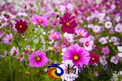 女生把疾子放在放眼里不能悼|深度情感体验引领游戏新潮流-3