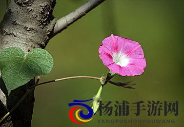 博雅和榜一大哥一直叫|博雅与榜一大哥长时间不断呼唤-1