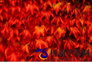 黄色软件3.3.3|最新版本黄色程序3点3点3发布-1