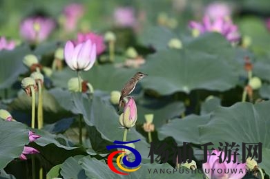 非洲女人与雄性性行为|非洲女性对男性的亲密互动-2