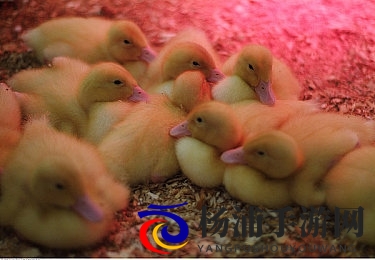 星空传媒孟孟回家相亲|明星私生活展现真实魅力-3