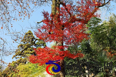 按摩师被弄到高潮A片|行业乱象揭秘促行业规范发展-2