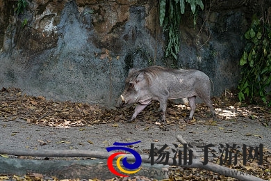 京东影业JD0015苏小小|国产文化IP创新引领行业未来-2