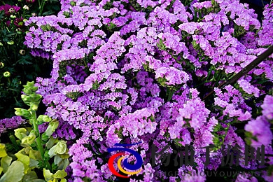 色多多app成人版 入口|成人专区体验平台正确访问方法