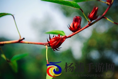 剥开两边虐花蒂抽打电击|极端体验背后的安全与未来-3